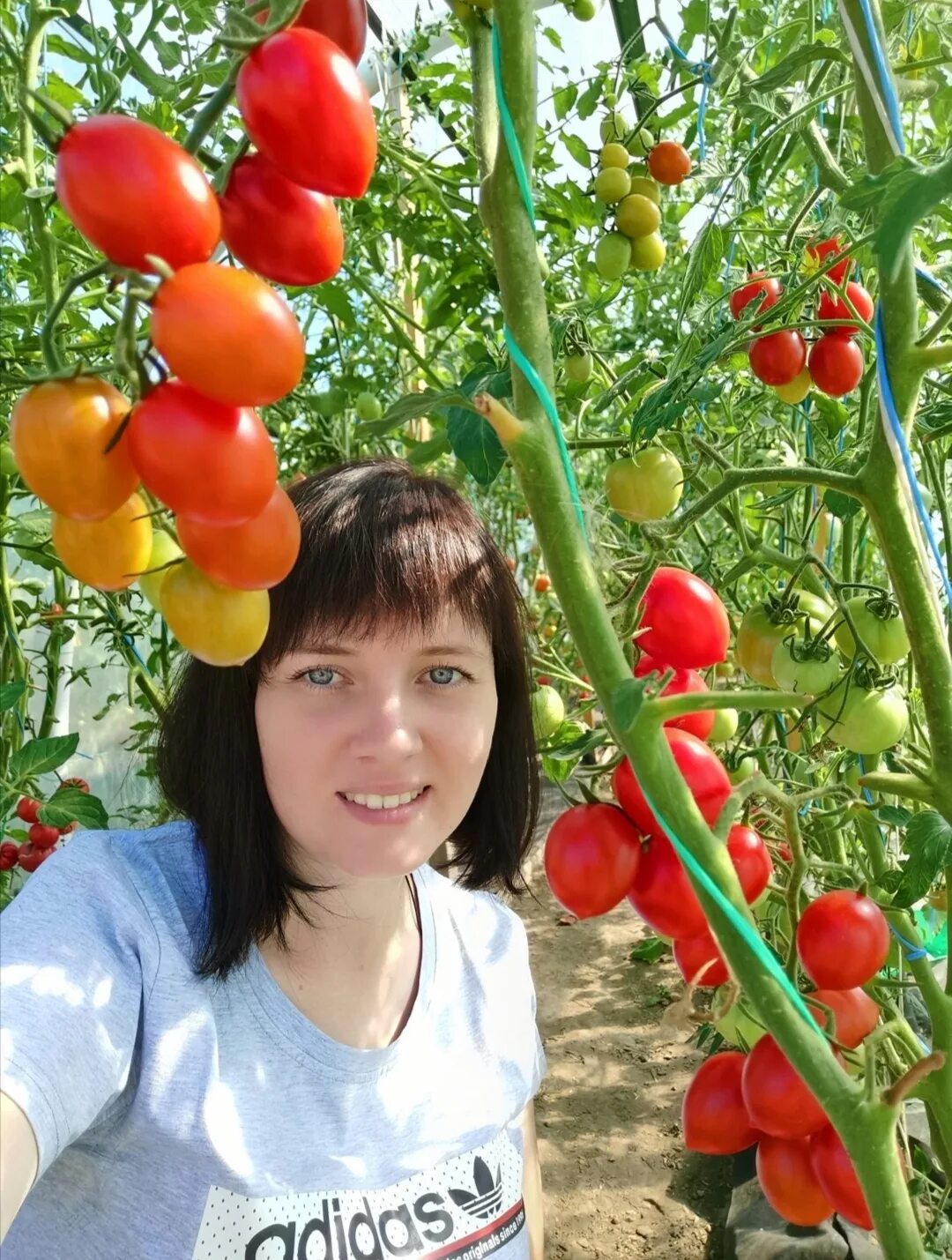 Огородник из рязани сорта томатов. Сайт томатов Ольги Фомичевой.