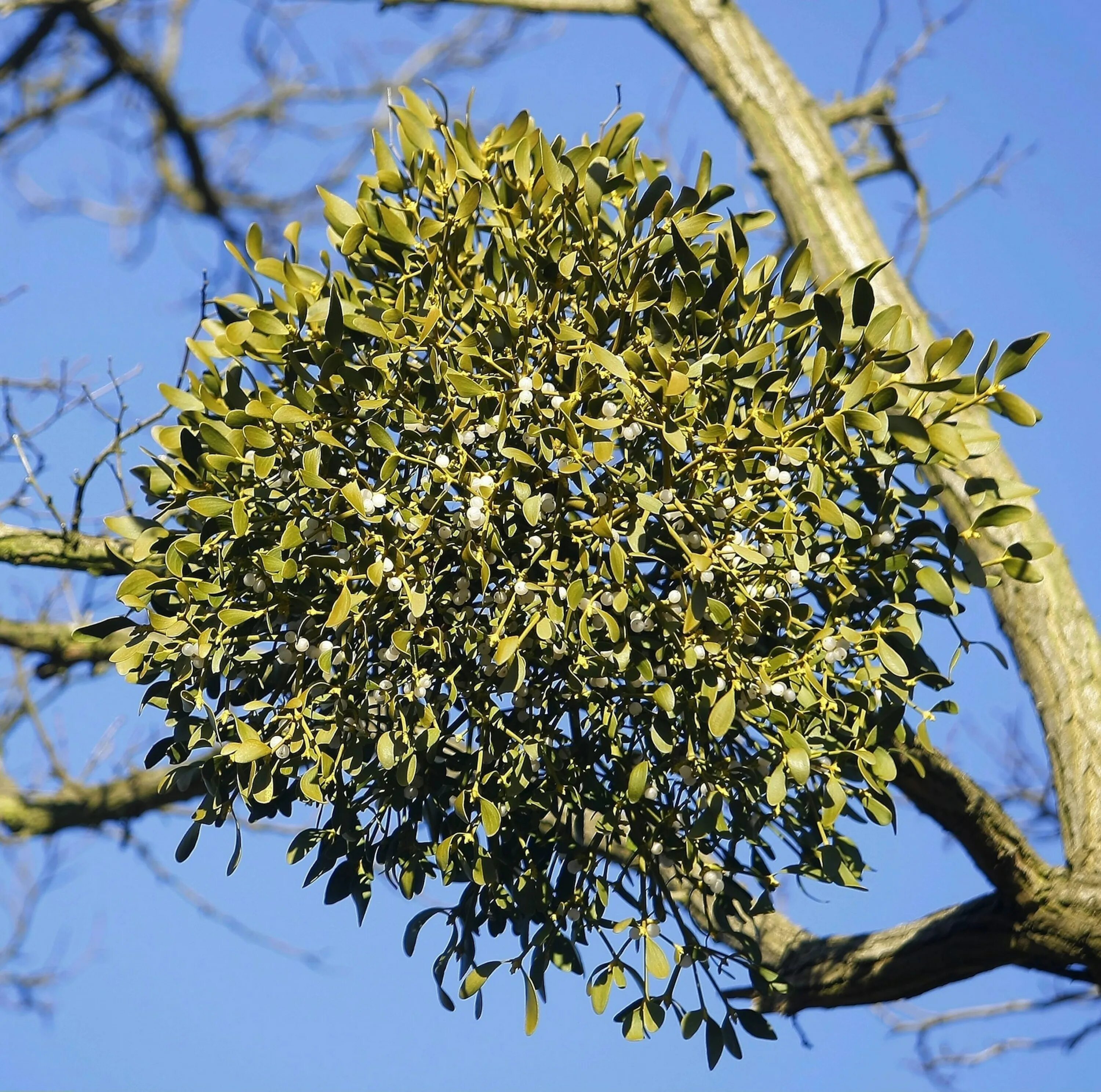 How Mistletoe Became Everyone's Favorite Parasite