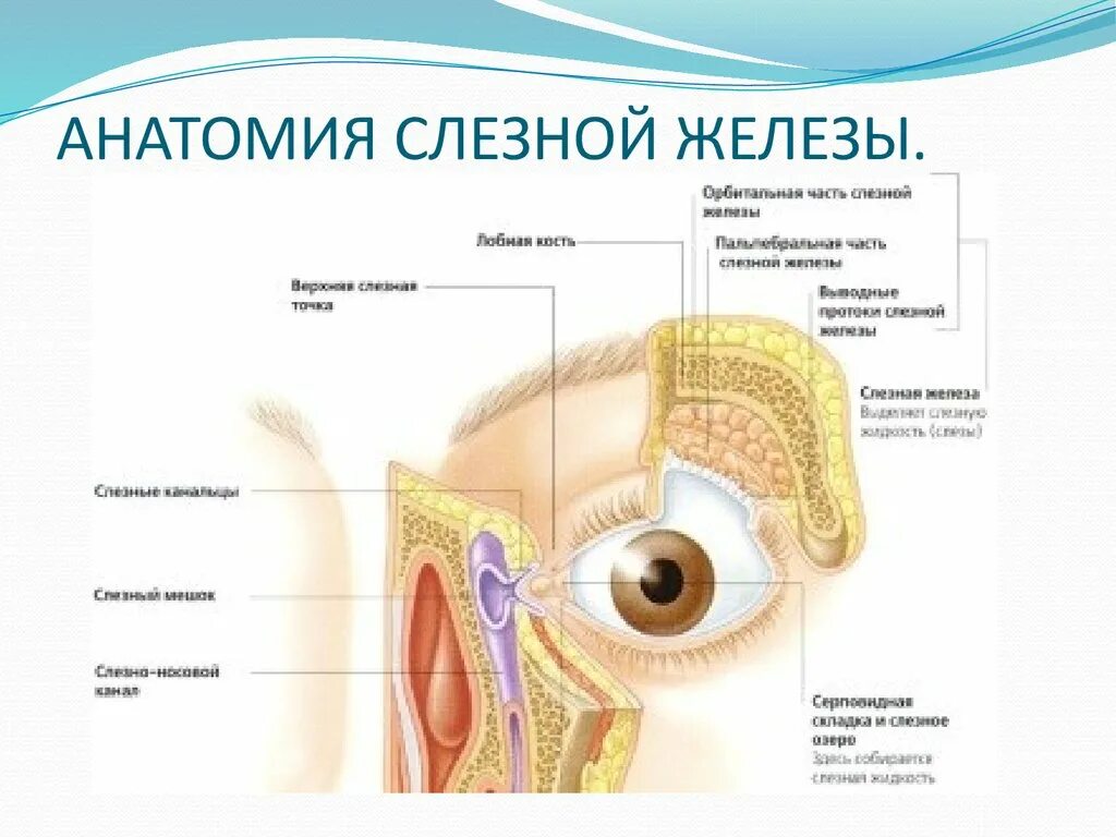 Слезопродуцирующий аппарат глаза анатомия. Строение глаза слезный мешок , железа. Слезный аппарат строение анатомия. Схема слезного аппарата глаза строение. Слезные железы относятся к железам