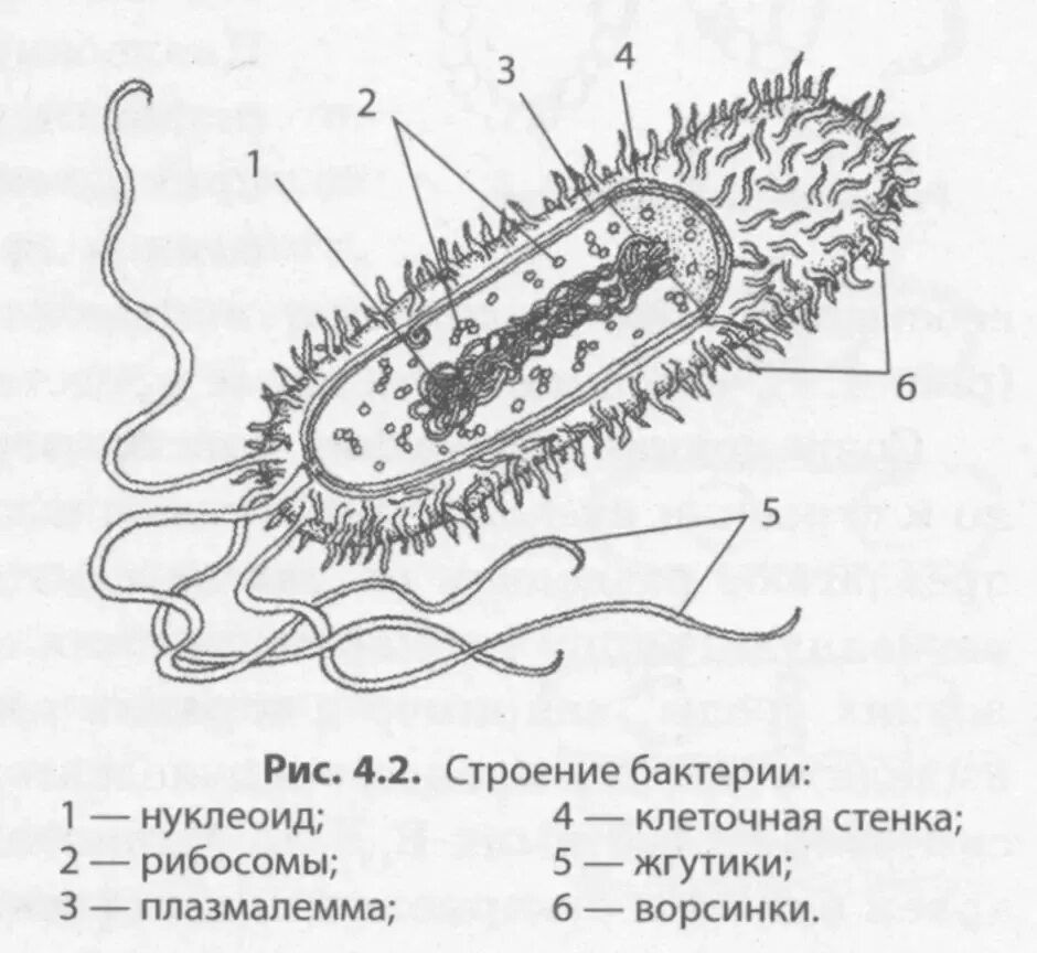 Строение клетки бактерии рисунок. Схема построения бактериальной клетки. Строение бактериальной клетки рисунок с подписями биология. Нарисовать карандашом строение бактериальной клетки.