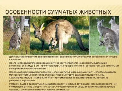 Почему низшие млекопитающие донашивают детеныша в сумке