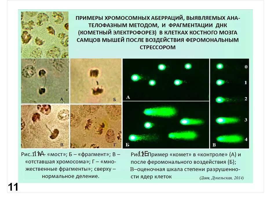 Хромосомные аберрации фрагментация. Метод хромосомных аберраций. Хромосомные абберпции. Хромосомные аберрации примеры. Хромосомные перестройки аберрации.