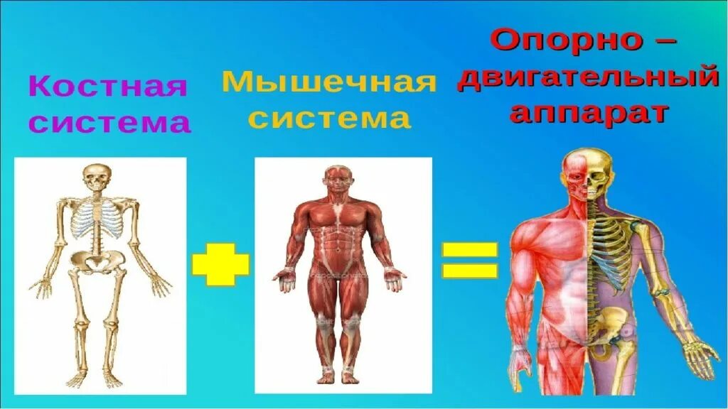Система двигательного аппарата