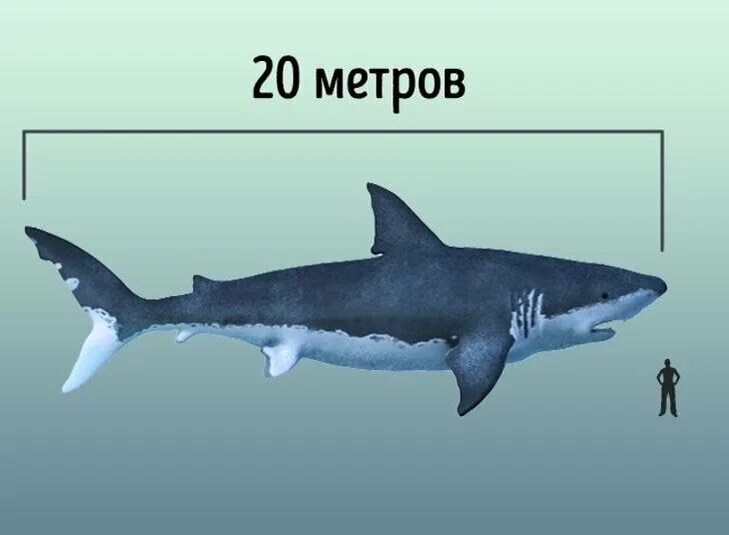 Какой длины акула. Вес МЕГАЛОДОНА акула. МЕГАЛОДОН И белая акула. МЕГАЛОДОН длина и вес. МЕГАЛОДОН рост и вес.