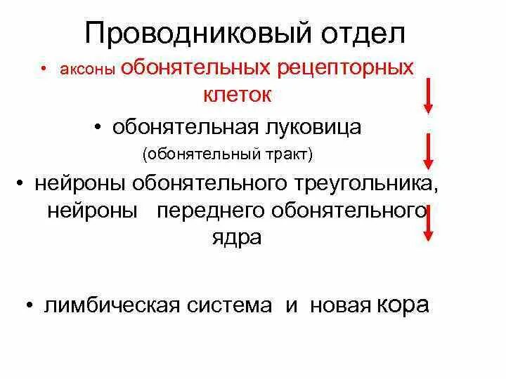 Проводниковый и корковый отделы обонятельной сенсорной системы. 9. Проводниковый и корковый отделы обонятельной системы.. Проводниковый и корковый отдел обонятельного анализатора. Проводниковый отдел обонятельной сенсорной системы физиология.