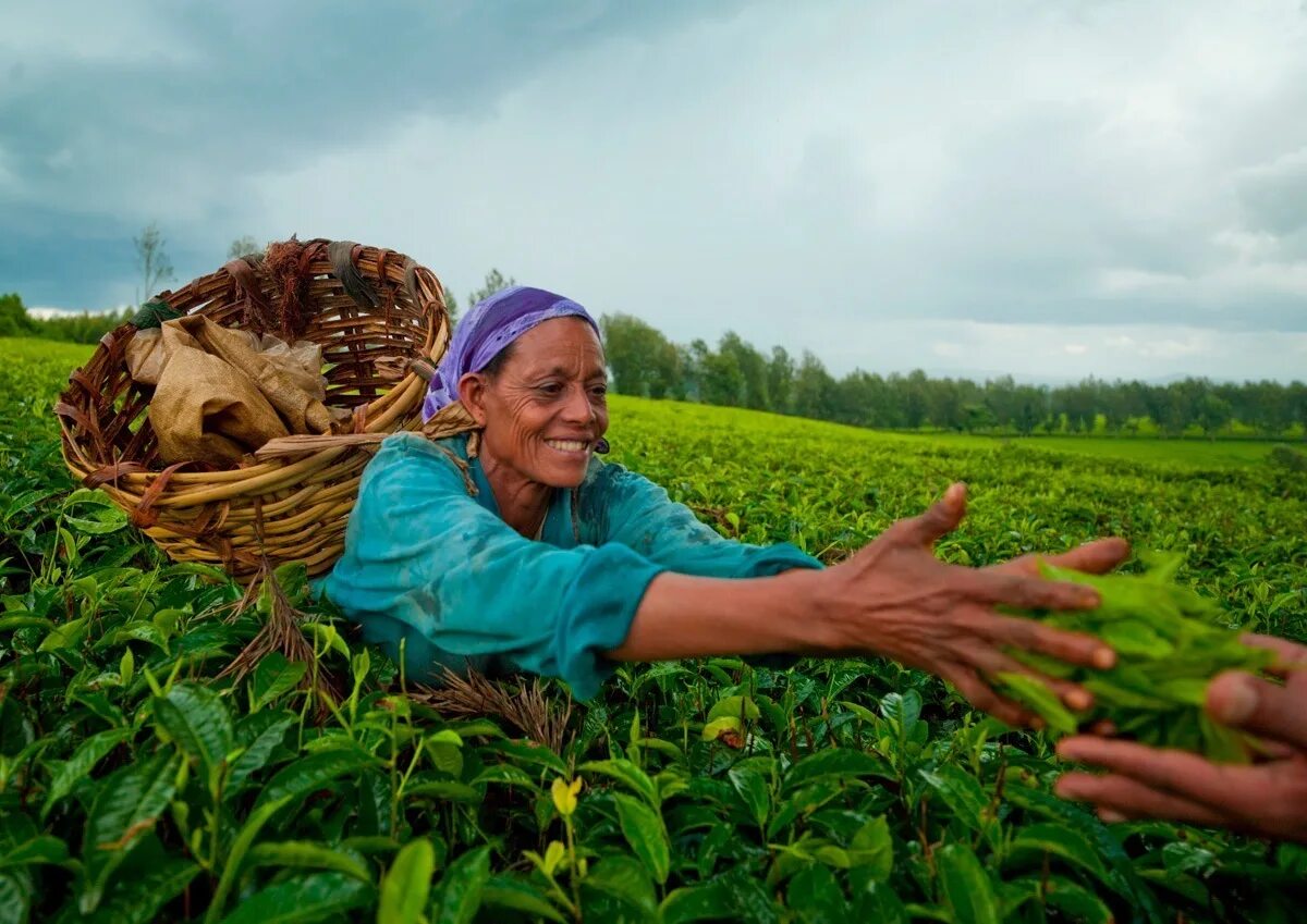 Эфиопия какая экономика. Эфиопия сельское хозяйство. Промышленность и сельское хозяйство Эфиопии. Африка чайные плантации. Чайные плантации Эфиопии.