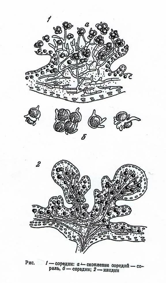 Соредии лишайника. Соредии и изидии. Соредии и изидии лишайника. Размножение лишайников схема.
