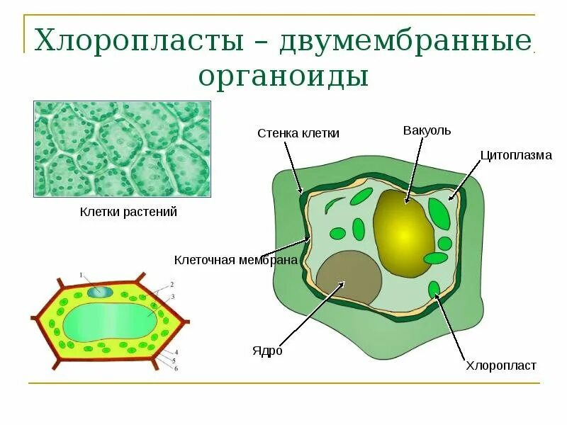 Где находятся хлоропласты. Клеточная стенка растительной вакуоль. Пластиды растительной клетки рисунок. Клетка хлоропласты ядро стенка мембрана. Клетка растений хлоропластиды.