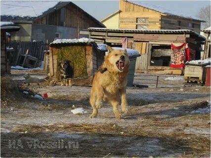 Лает во дворе