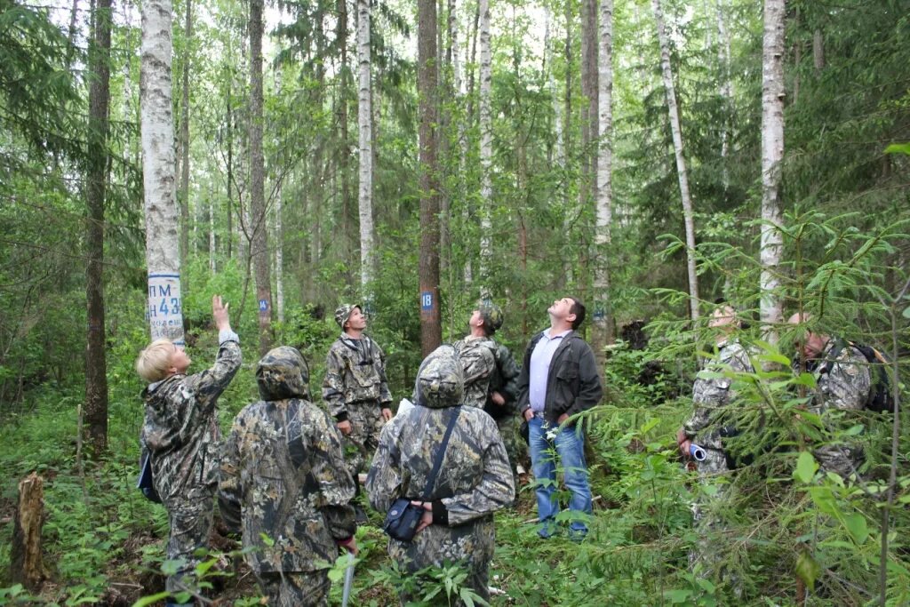 Изм лес. Таксация лесонасаждений. Лесоустройство в России. Лесной Таксатор. Отвод лесосек.