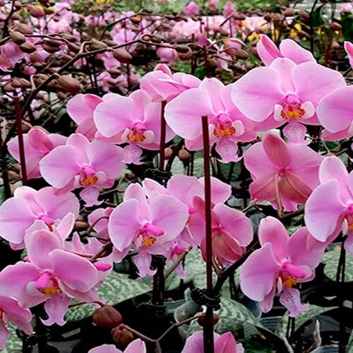 Орхидея орхорай. Vanda kulwadee fragrance. Орхорай кореновск. Орхидея орхорай. Каталог орхидей орхорай краснодар.