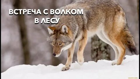 Навстречу волк