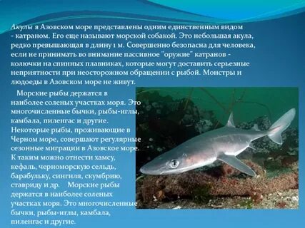 Какое животное ориентируется в азовском море