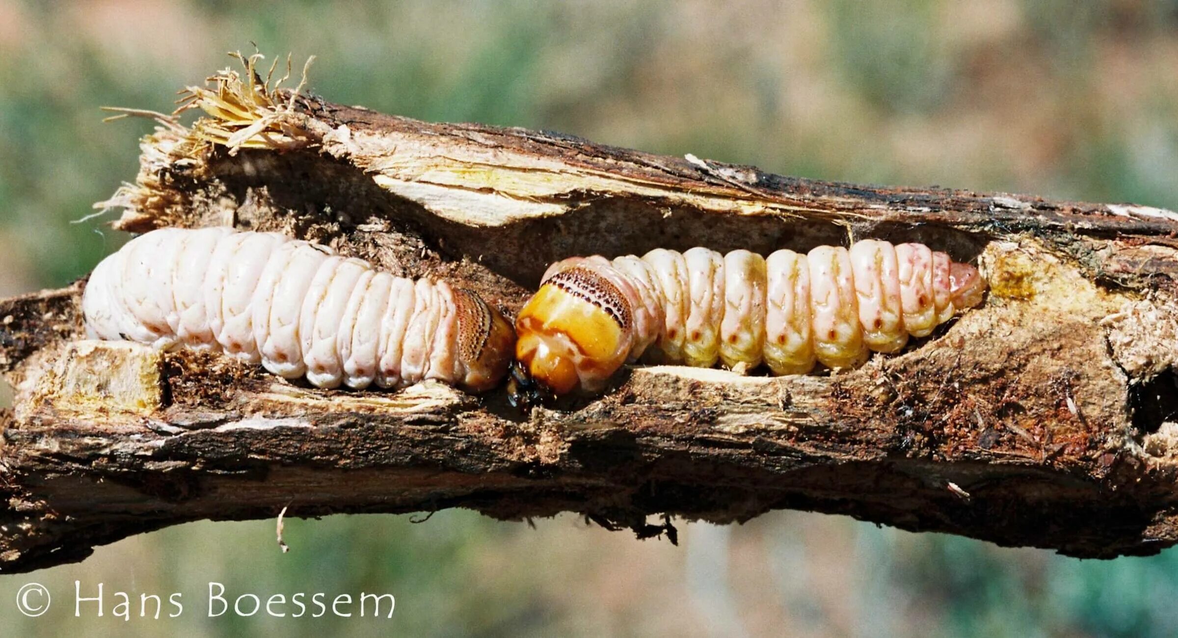 Witchetty grub. Witchetty grub. Личинка похожая на опарыша. Witchetty grub насекомое на русском. Witchetty grub.