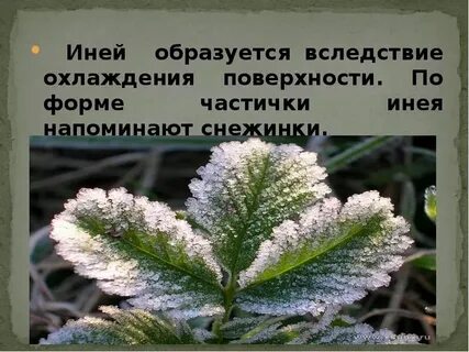 Иней или иний как правильно пишется проверочное