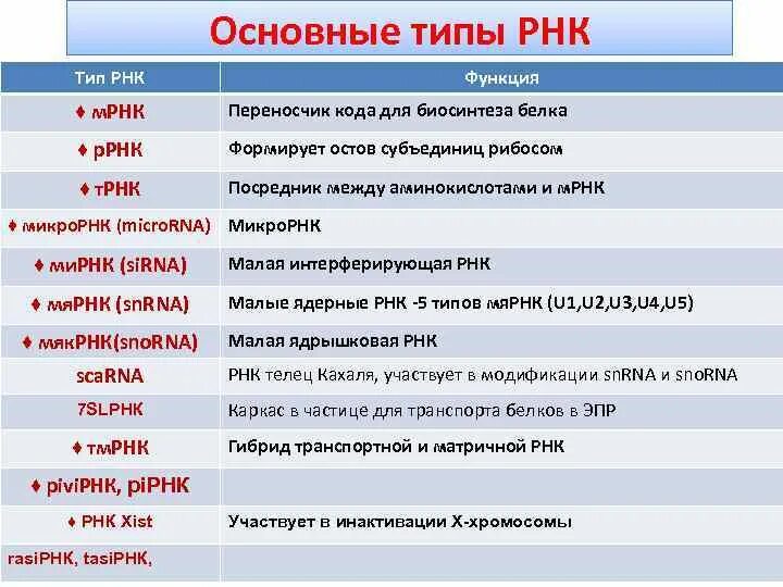 Основные типы РНК. Функции разных типов РНК таблица. Виды РНК строение и функции. РНК –функции,структура,типы.