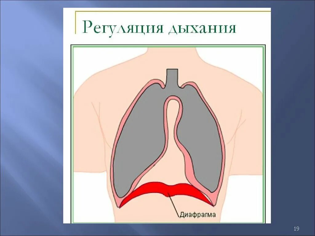 Сильная диафрагма. Дыхательная диафрагма. диафрагмальный тип дыхания. дыхательная система диафрагма. диафрагма на выдохе.