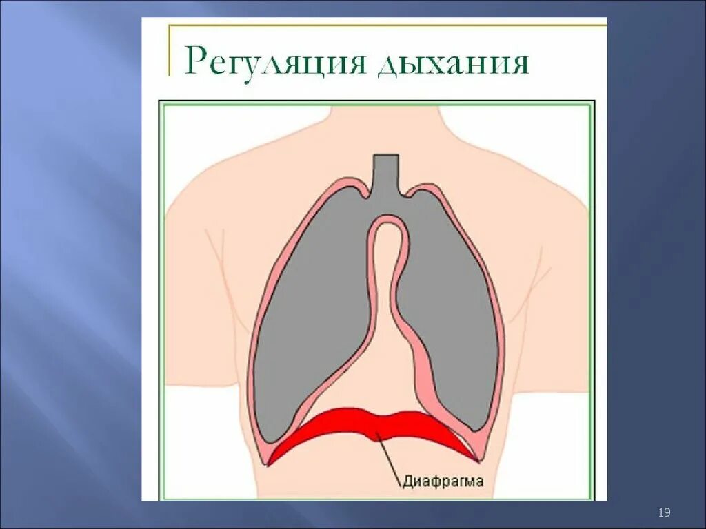 Пение диафрагмой. Дыхательная диафрагма. Дыхание диафрагмой. Диафрагмальное дыхание. Диафрагма выдох.