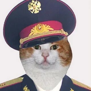 Кот в форме