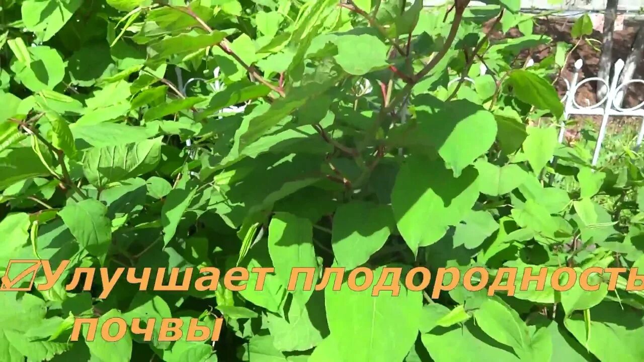 Горец как избавиться. Горец сахалинский бамбук сибирский. горец сахалинский.( рейнутрия) сибирский бамбук.. горец растение бамбук. рейнутрия сахалинский бамбук.