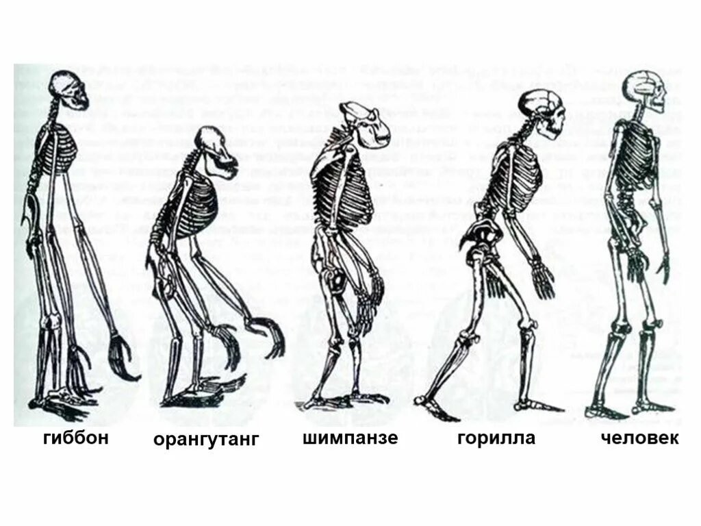 Эволюция человекообразных обезьян. Эволюция человека от обезьяны скелет. Прямохождение Эволюция. Скелеты приматов Эволюция. Изменение таза в ходе эволюции