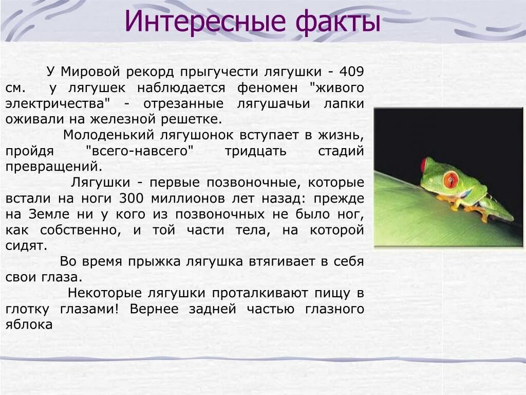 Интересные сообщения о лягушках. Интересные факты о земноводных 7 класс. Интересные факты о земноводных 3 класс. Интересные факты о лягушках. Интересные факты о земноводном.