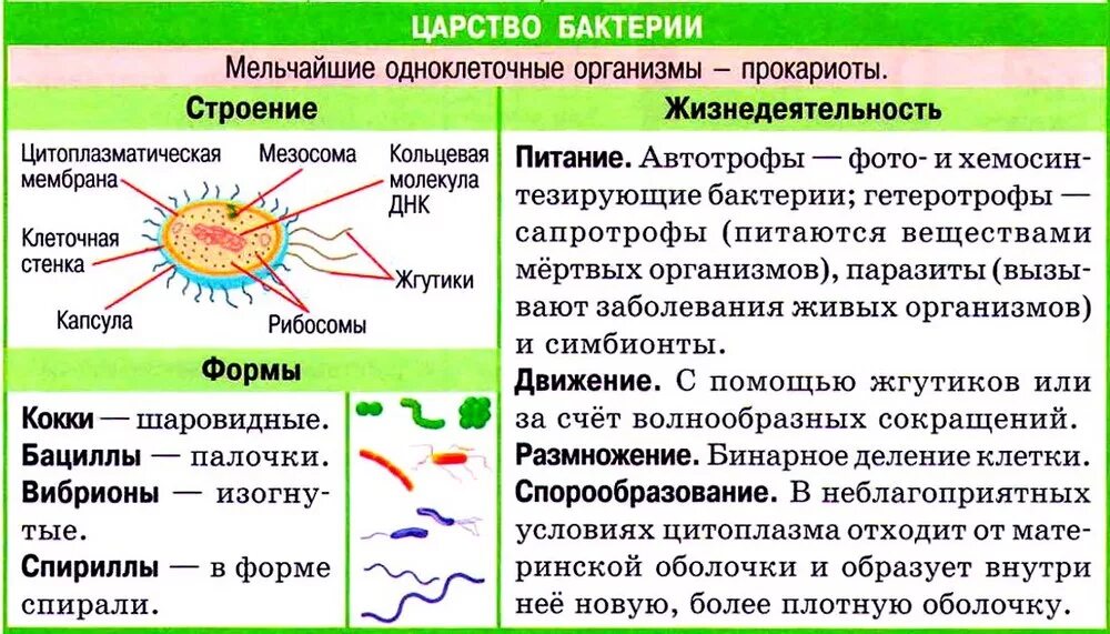 К эукариотам относят кишечную палочку