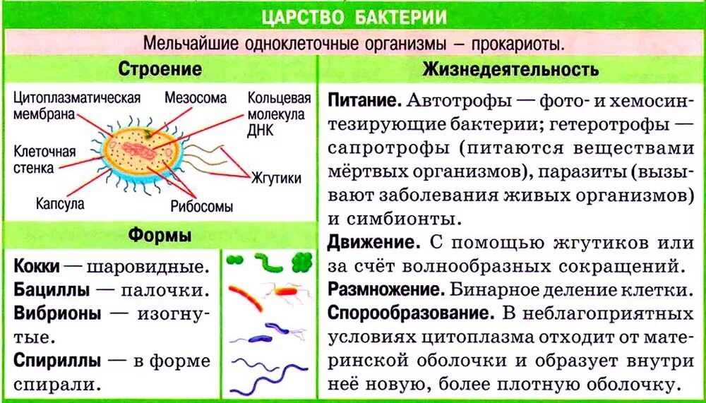 Деление клеток прокариот. Характеристика царства бактерий. Характеристика царства бактерий 5 класс биология. Особенности царства бактерий. Каковы характерные особенности представителей царства бактерии.