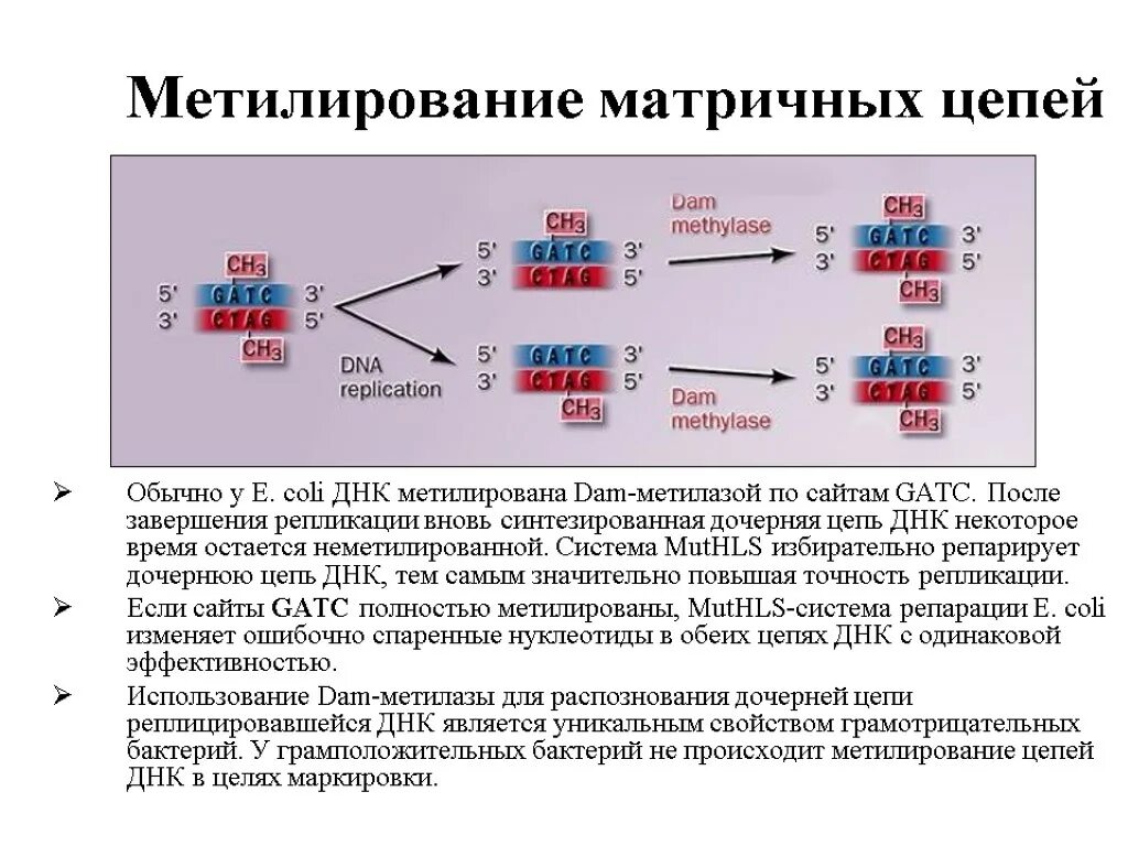 Днк после смерти. Метилирование ДНК. Модификация ДНК. Репарация цепи ДНК. Репликация и репарация ДНК.