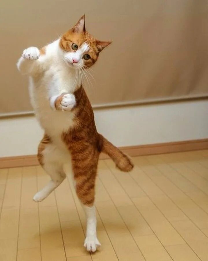 Где коты танцуют. Танцующий кот. Котик танцует. Кот пляшет. Смешные котята танцуют.
