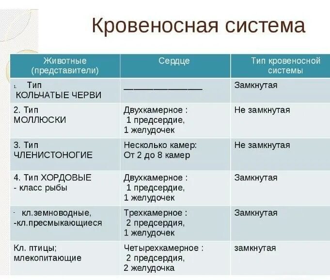 Кровеносная система таблица. Кровеносная система животных таблица. Типы кровеносных систем таблица. Таблица животные сердце Тип кровеносной системы.