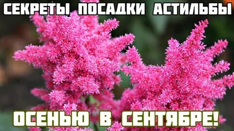 Астильба посадка осенью