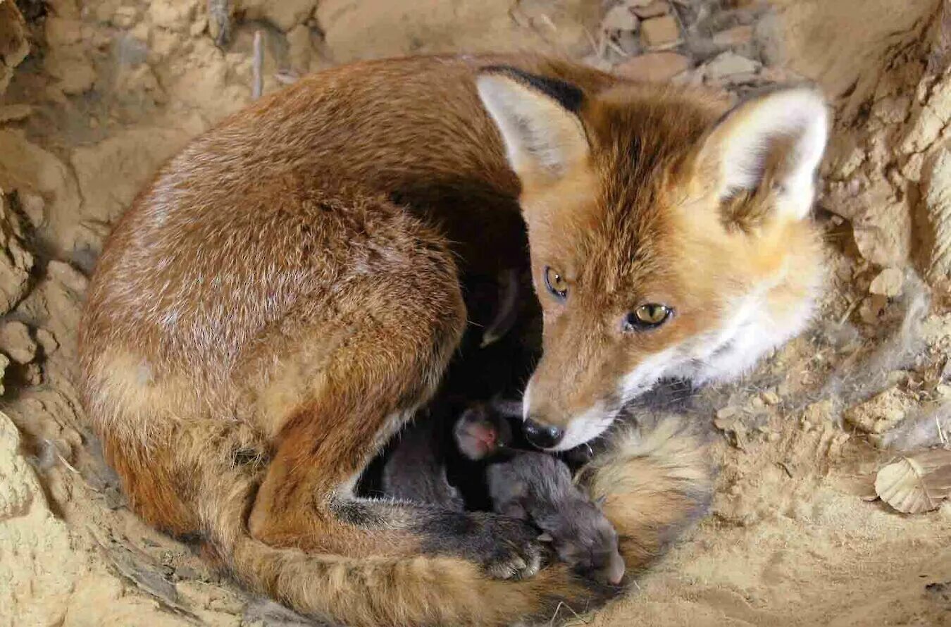 Fox команда. Животные пустыни техаса. Москоу лис. West fox команда. Лисы в городе.