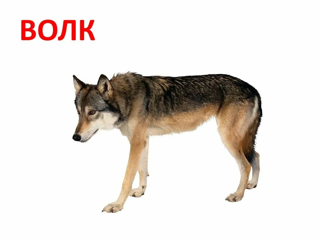 Животные задания для дошкольников. Дикие животные для детей дошкольного возраста волк. Занятие на тему волк. Занятие на тему волк. Дети диких животных.