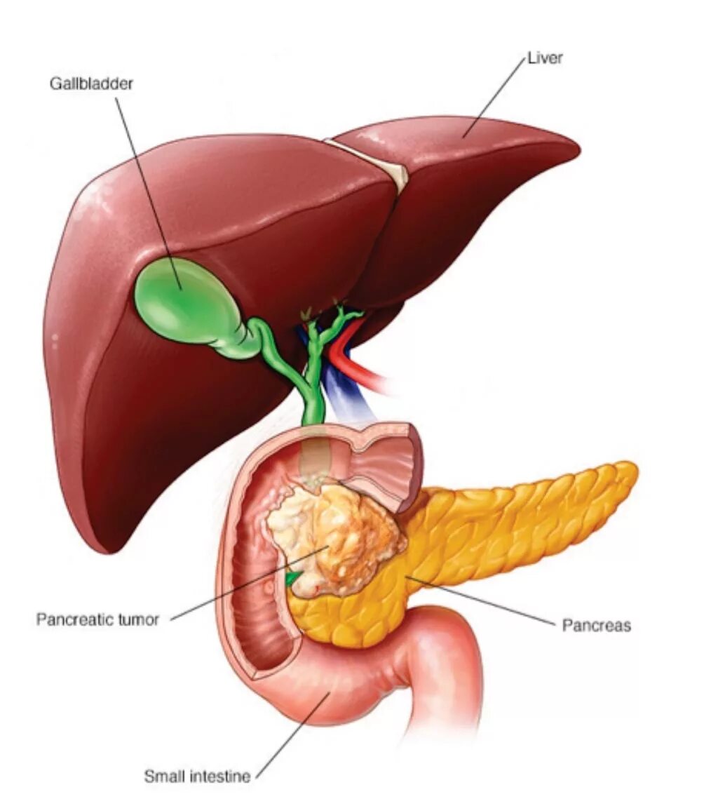 Болезни печени и поджелудочной. Поджелудочная и желчный пузырь. Желчный пузырь и поджелудочная железа. Печень поджелудочная железа желчный пузырь. Проток поджелудочной железы и желчный проток.