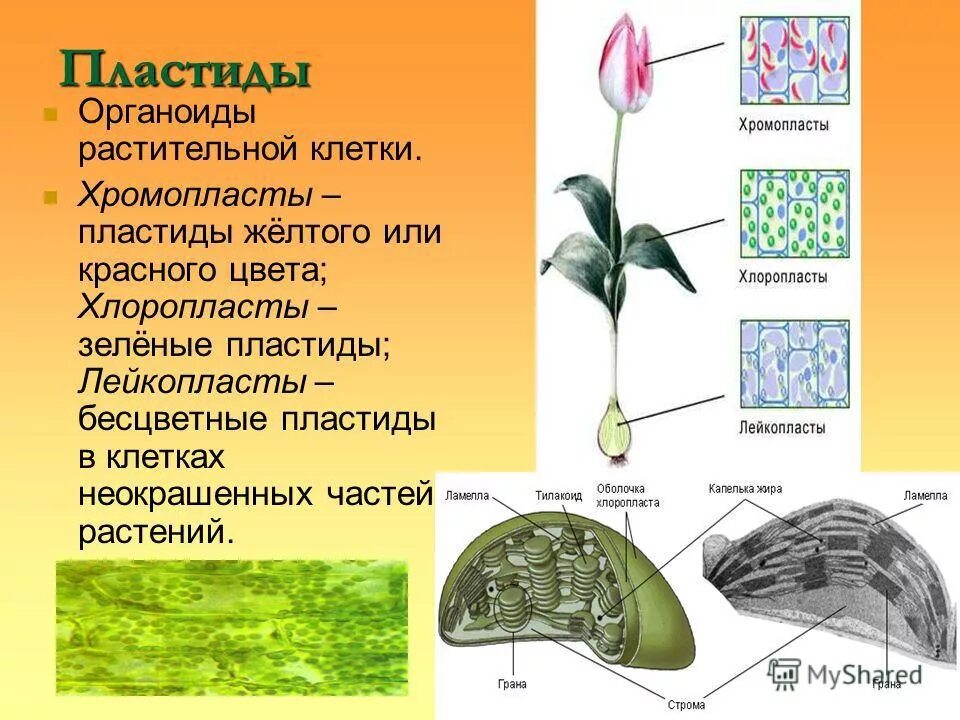 Определение хлоропласты. Пластиды хлоропласты лейкопласты. Пластиды растительной клетки. Хлоропласты хромопласты лейкопласты. Пластиды растительной клетки хромопласты.