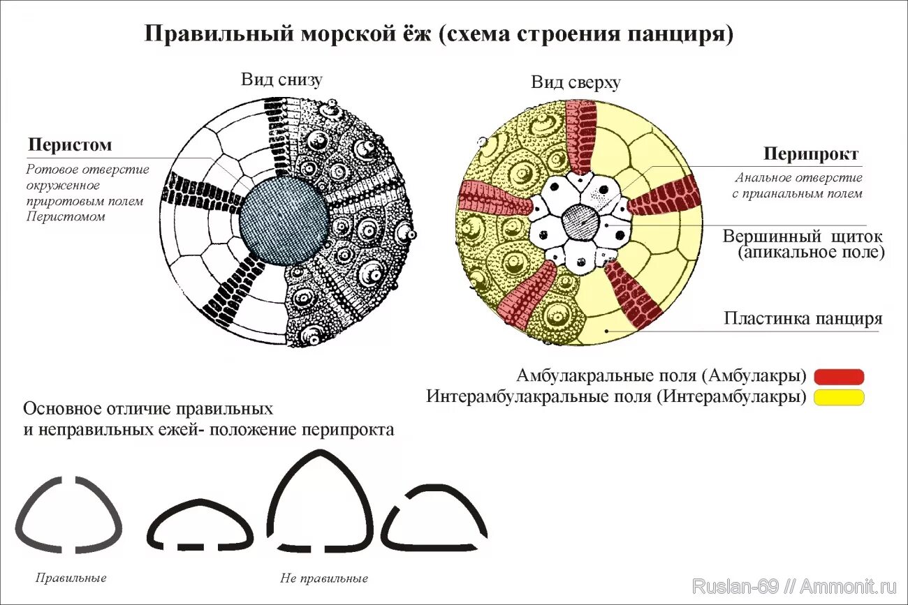 Внутреннее строение ежа. Внешнее строение морского ежа. Строение панциря морского ежа. Строение иглокожих морской еж. Структура тела морского ежа.