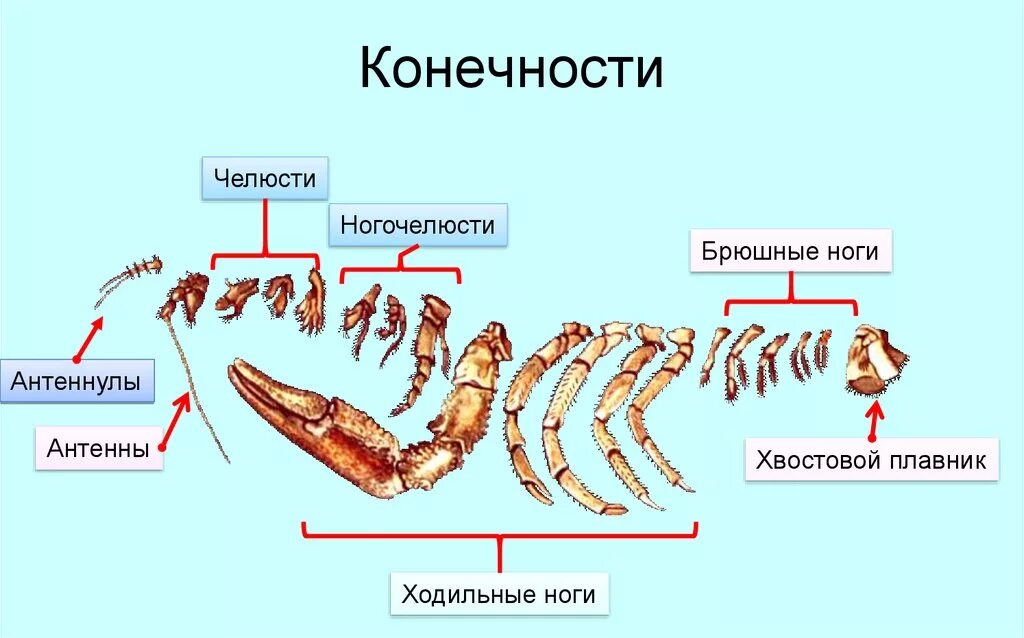 Сколько ног у рака. Строение конечностей креветки. Ходильные конечности ракообразных. Ходильные ноги ракообразных. Строение мандибулы ракообразных.