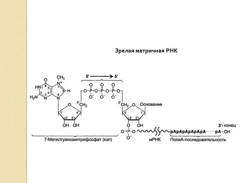 Структура МРНК биохимия. Строение МРНК биохимия. Строение матричной РНК биохимия. Матричная РНК схема формула.