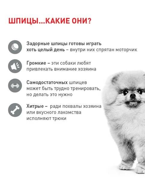 Почему существует так много пород собак. Немецкий шпиц параметры породы. характеристики шпица померанского щенки. параметры померанского шпица. померанский шпиц стандарт породы.