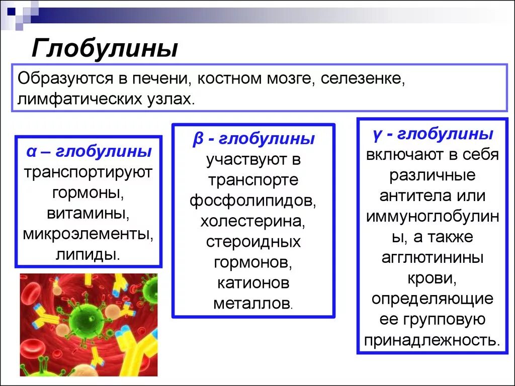 Глобулины. Классификация глобулинов. Глобулины функции в крови. Глобулины функции. Что такое глобулин