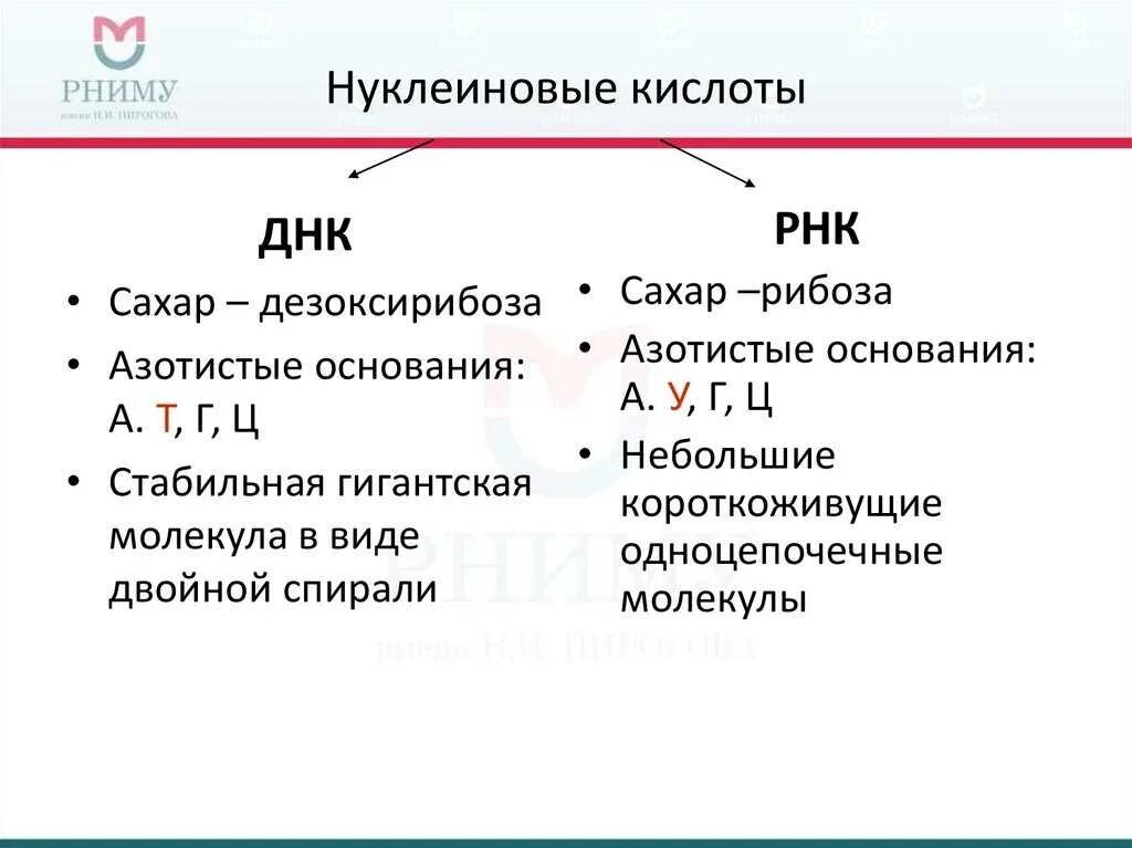 Тест днк рнк. Строение и функции нуклеиновых кислот ДНК И РНК таблица. Структуры нуклеиновых кислот таблица. Строение и функции нуклеиновых кислот ДНК И РНК. Функции нуклеиновых кислот таблица.