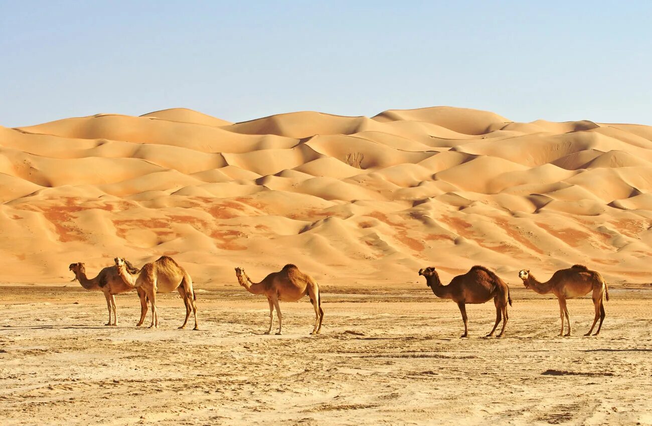 Саудовская аравия песок. Пустыни Саудовской Аравии. Пустыня руб-Эль-Хали. Оазисы Саудовской Аравии. Арабские эмираты пустыня руб-Эль-Хали.