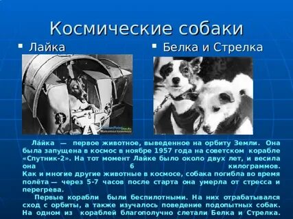 1 собака космонавт выведенная на орбиту земли