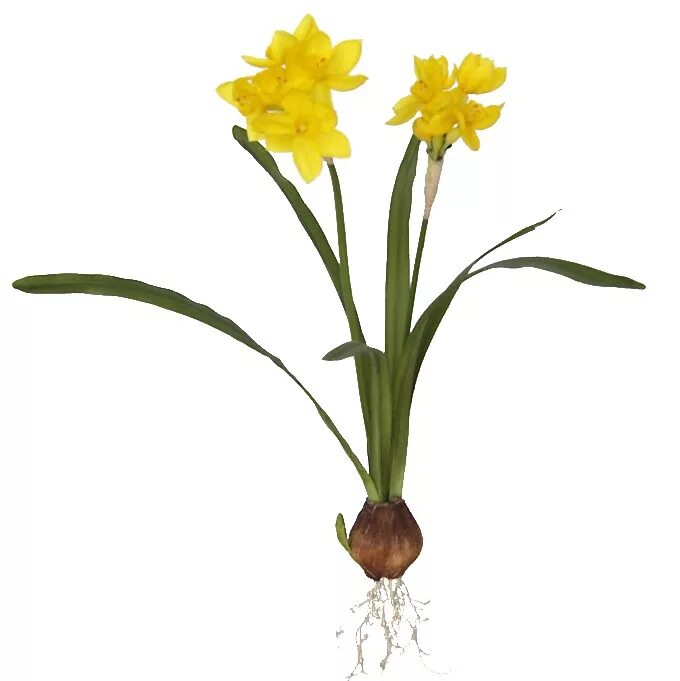 нарцисс иелов тамара. корни луковицы нарцисса. нарцисс корневище. лук нарцисс. нарцисс корневище.