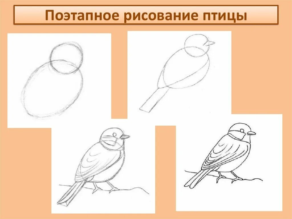 Птица рисунок. Поэтапноемрисование птицы. Поэтаптоетрисование птицы. Поэтапное рисование птиц. Рисуем птицу поэтапно презентация 2 класс