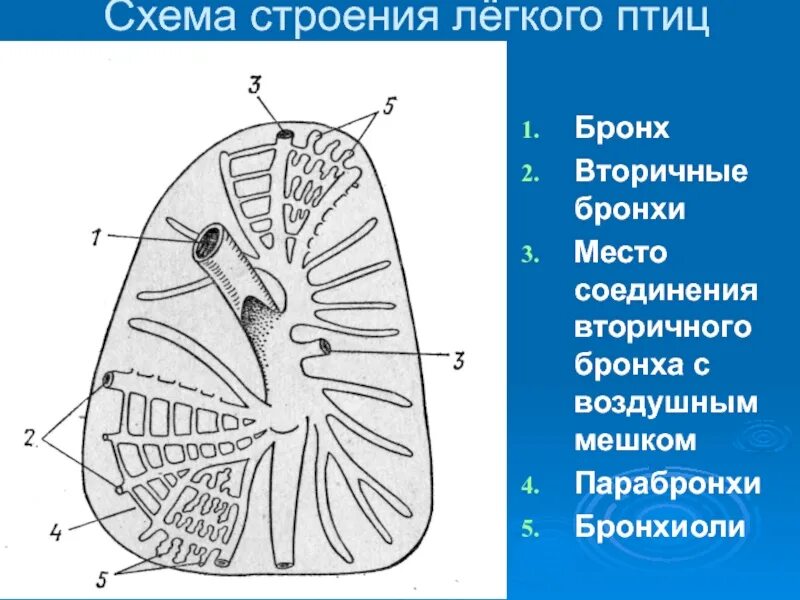 Форма легких птиц. Строение легких птиц. Структура легких птиц. Схема строения лёгкого. Строение легкого птицы схема.