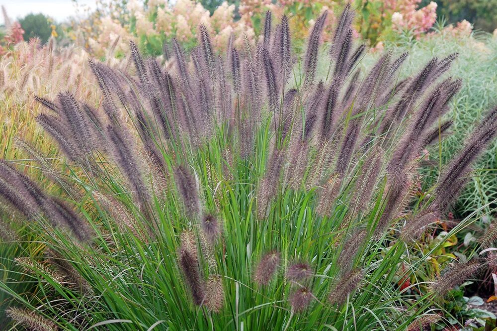 Перистощетинник. Перистощетинник. Перистощетинник. Перистощетинник. Пеннисетум лисохвостный блэк бьюти.