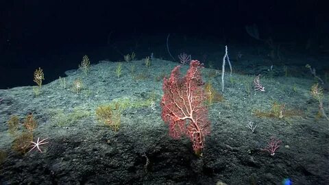 На больших глубинах обитают какие водоросли