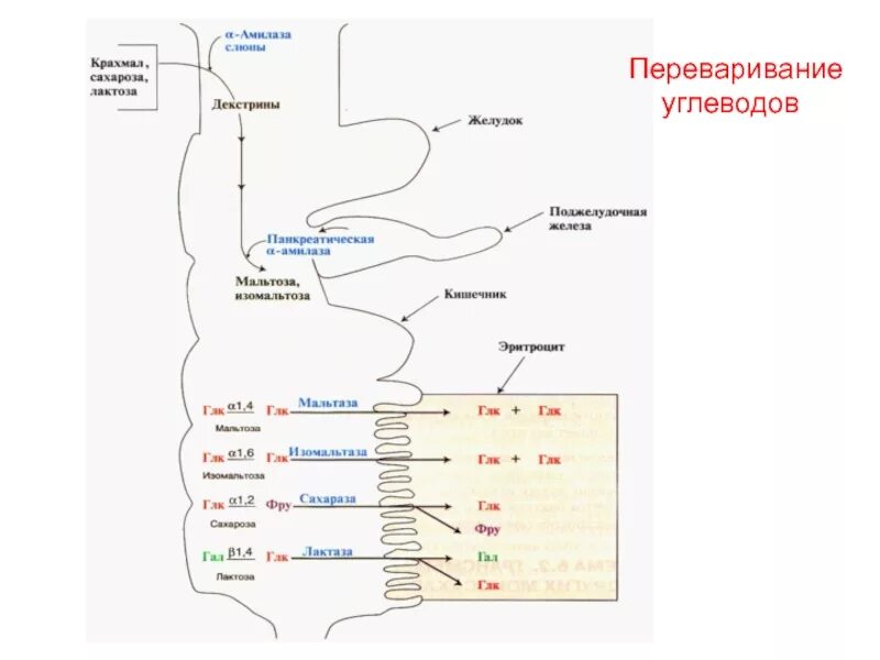 Где переваривается белок. Схема переваривания углеводов биохимия. Схема переваривания углеводов в ЖКТ. Переваривание и всасывание углеводов в желудочно-кишечном тракте. Схема переваривания крахмала биохимия.